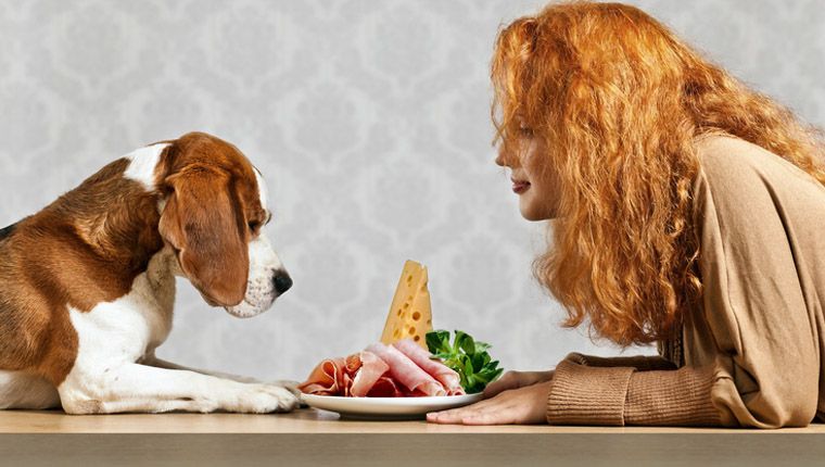 Voivatko koirat syödä kinkkua? Onko kinkku turvallinen koirille?
