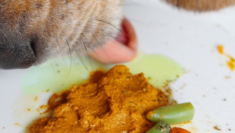 Toorsöötetud beagle koer, kes sööb kurkumi kuldset pastat jahvatatud pipra ja oliiviõliga
