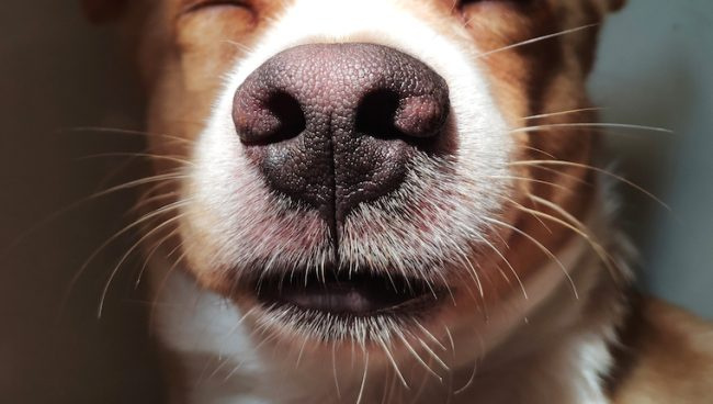 Koerte vurrude tähtsus: miks on koertel vurrud?