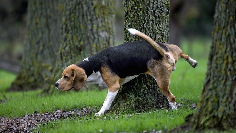 Trispalvis biglio šuo šlapinasi prieš medį miške. (Nuotrauka: Arterra / UIG per „Getty Images“)