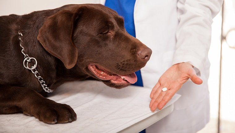 Prednisone et prednisolone pour chiens: utilisations, posologie et effets secondaires