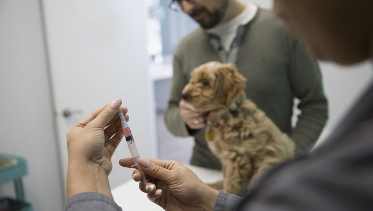 Loomaarst, kes valmistab ette süstimist koerakliiniku uuringuruumi jaoks