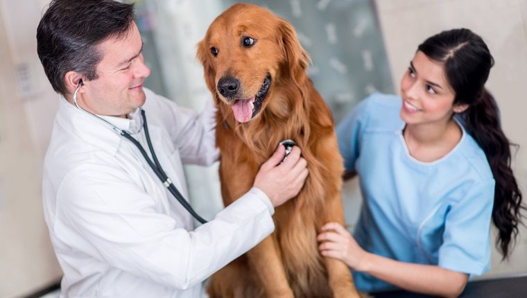 Norvasc (Amlodipine) לכלבים: שימושים, מינון ותופעות לוואי