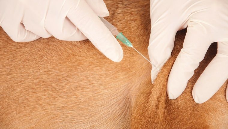 ветеринар даје псу ињекцију, вакцинацију