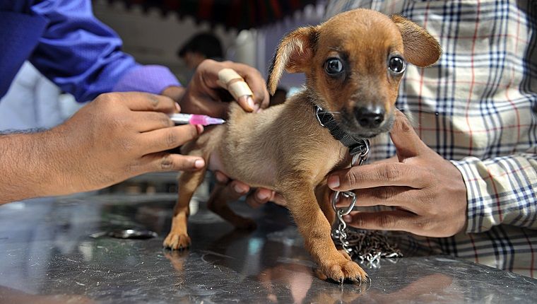 Запослени у индијској ветеринарској клиници даје вакцинацију против беснила кућном љубимцу у бесплатном кампу за вакцинацију у Владиној специјалној ветеринарској болници поводом Светског дана зооноза у Хајдерабаду 6. јула 2016. Индиан Иммунологицалс Лимитед спровео је бесплатни камп за вакцинацију у град бесплатан поводом Светског дана зооноза у владиним болницама широм града. / АФП / НОАХ СЕЕЛАМ (Кредит за фотографију треба да гласи НОАХ СЕЕЛАМ / АФП / Гетти Имагес)