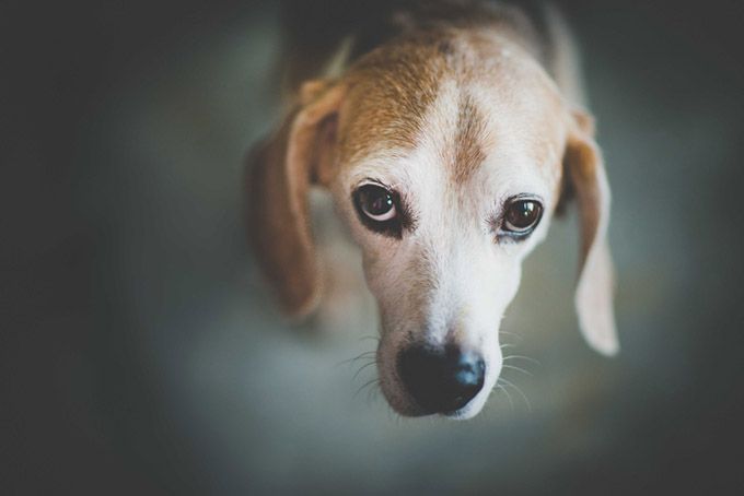 Arrêtez de partager les publications de chiens «pleurant» sur les réseaux sociaux