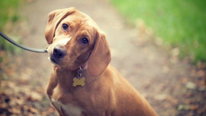 Infections de l'oreille chez les chiens: symptômes, causes, traitement et prévention