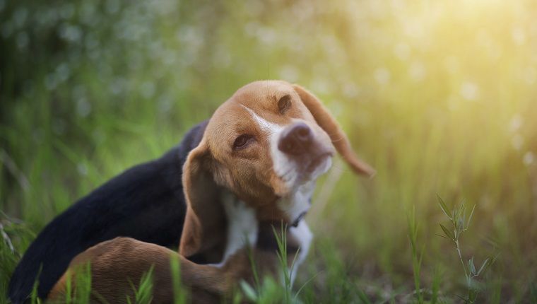 Pes beagle se opraska po telesu na divjem cvetličnem polju.
