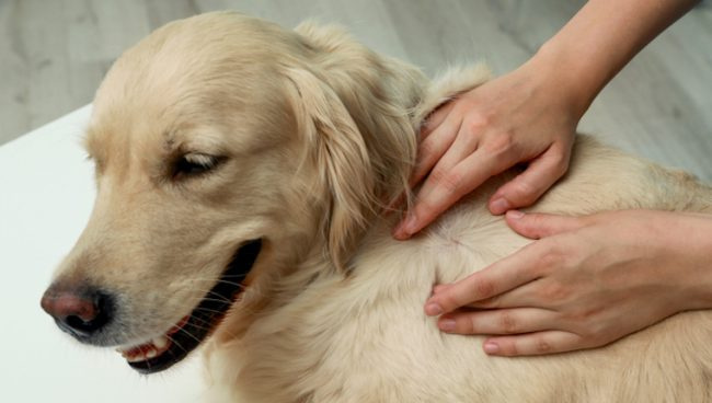 Tumorji lasnih mešičkov pri psih: simptomi, vzroki in zdravljenje