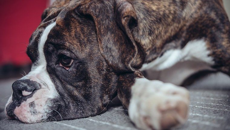 Pülooriline stenoos koertel: sümptomid, põhjused ja ravi