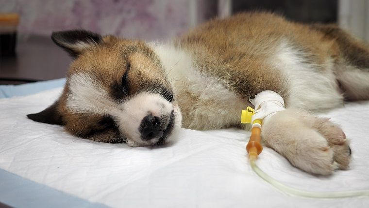 Parvovírus u psov: príznaky, príčiny a liečby