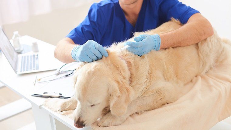 Ο έμπειρος αρσενικός κτηνίατρος κάνει ένεση του ζώου Κάθεται και ηρεμεί το σκυλί. Ο άνθρωπος είναι σοβαρός