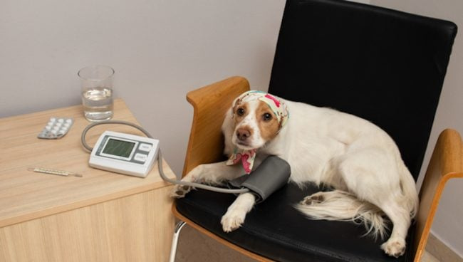 Hypertension portale chez les chiens : symptômes, causes et traitements