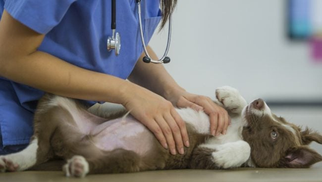 Fibrose du foie chez les chiens : symptômes, causes et traitements