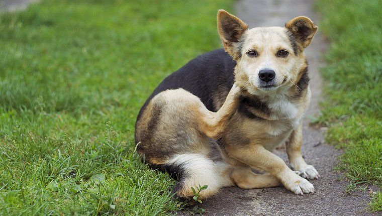Räude bei Hunden: Typen, Symptome, Ursachen und Behandlungen