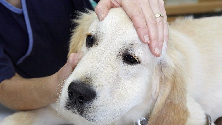 Labrador-pentua tarkastaa eläinlääkäri. Tarkastetaan silmiä