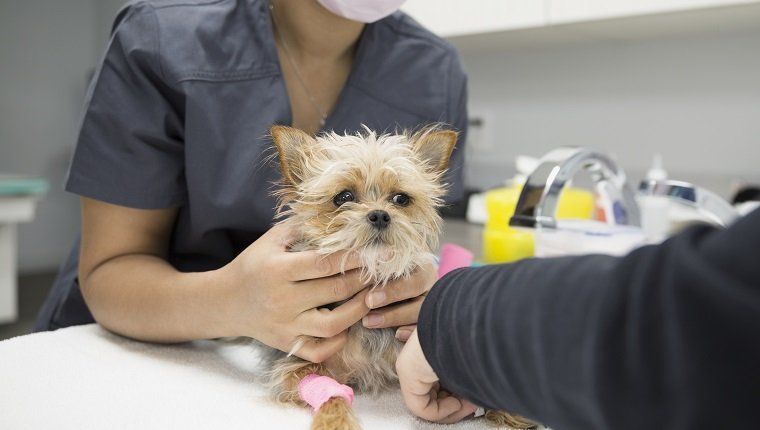 Eläinlääkärit tutkivat pientä koiraa klinikan tutkimushuoneessa