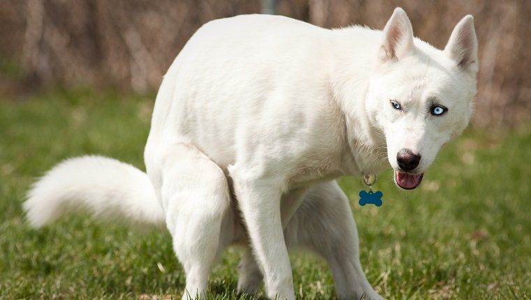 Μεγαλόσωμος με μπλε μάτια σε ένα πάρκο σκύλων