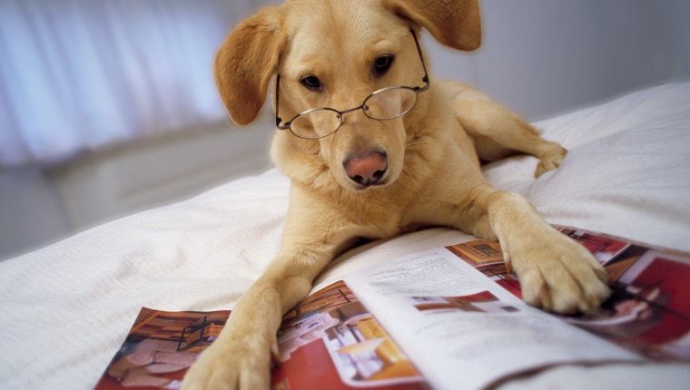Σκύλος που φοράει γυαλιά ξαπλωμένος στο κρεβάτι με πόδια στο περιοδικό
