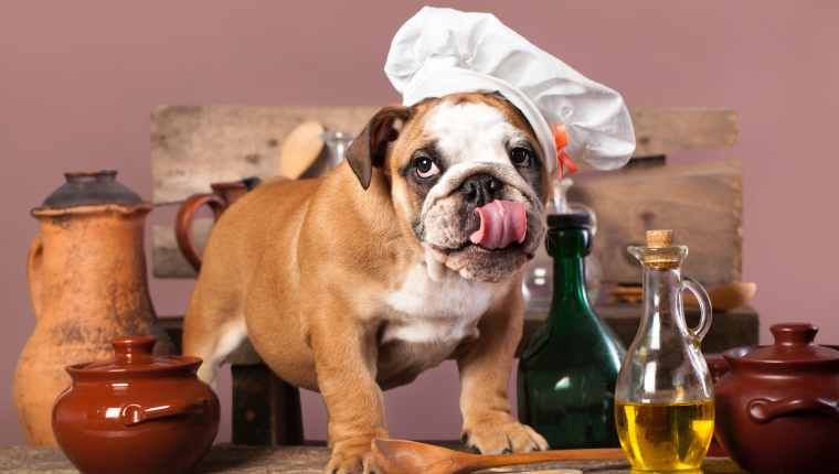 Voivatko koirat olla oliiviöljyä? Onko oliiviöljy turvallinen koirille?