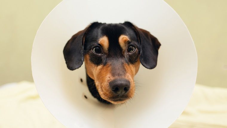 Ένας σκύλος έχει ένα κωνικό κολάρο στο λαιμό του.