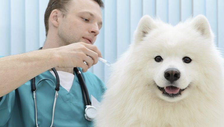 Ένας Samoyed εμβολιάζεται στον κτηνίατρο.