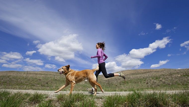 Pourquoi votre chien pourrait être votre meilleur compagnon de course