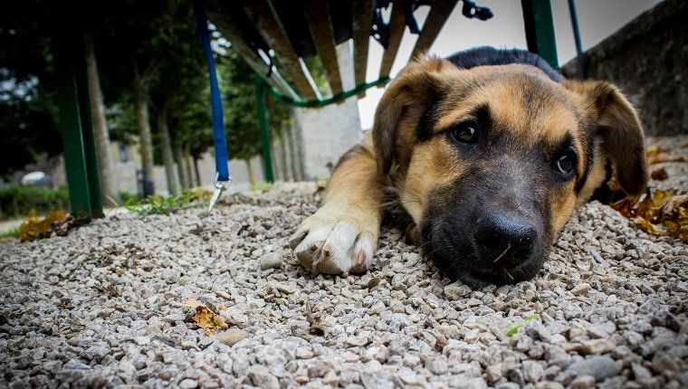 דיספלסיה של מפרק הירך בכלבים: תסמינים, גורמים, טיפולים ומניעה