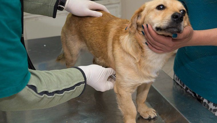 Varjupaigast koera uuriv veterinaararst.