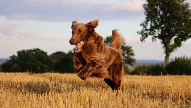 Μυκοτοξίκωση-δεοξυνιβαλενόλη σε σκύλους: συμπτώματα, αιτίες και θεραπείες