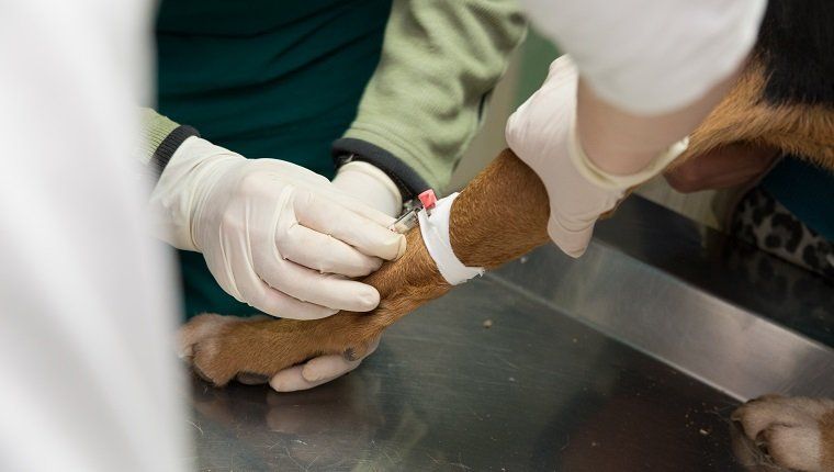 Varjupaigast koera uuriv veterinaararst. Vereanalüüsi