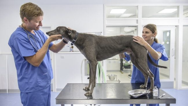 Gerybinė prostatos hiperplazija šunims: simptomai, priežastys ir gydymas