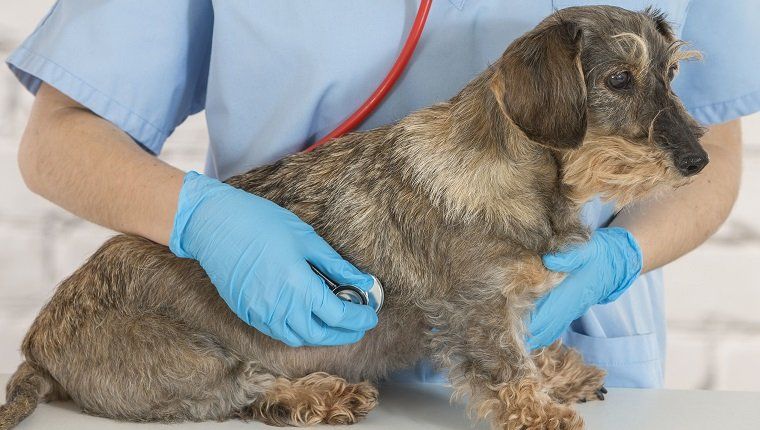 Endocardite chez les chiens: symptômes, causes et traitements