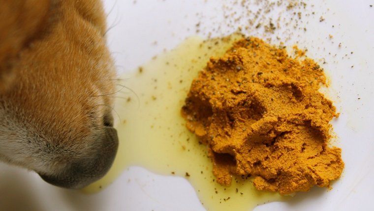 Ακατέργαστο σκυλί beagle που τρώει κουρκούμη χρυσή πάστα με αλεσμένο πιπέρι και ελαιόλαδο