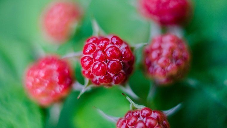 Τάρτα μούρα (Rubus idaeus)