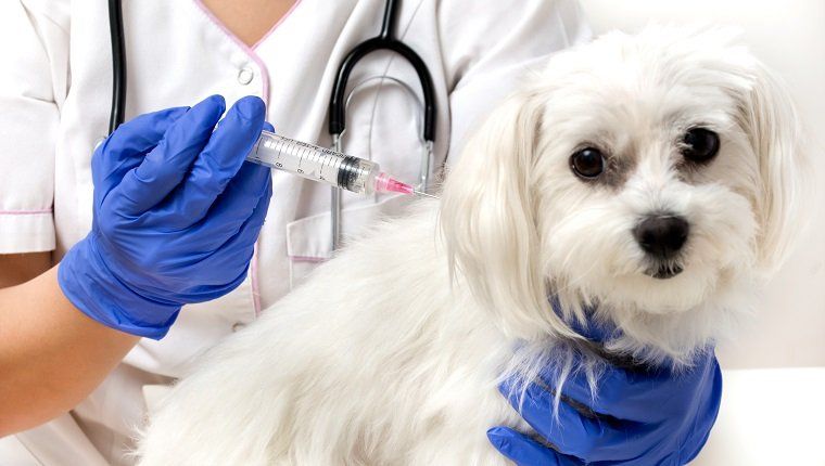 Adénovirus 1 chez les chiens: symptômes, causes et traitements