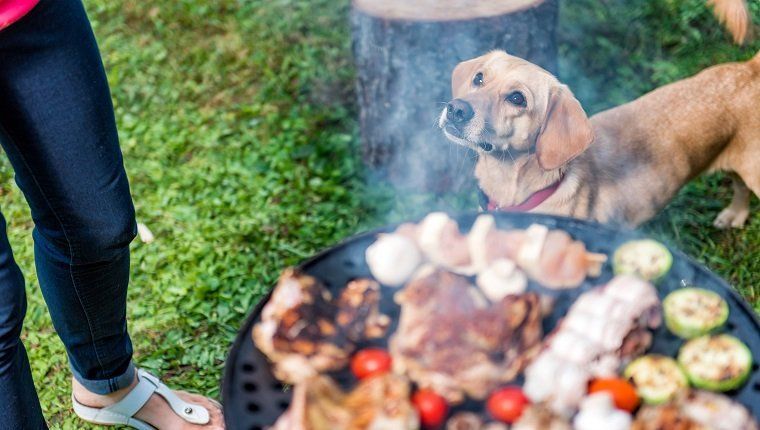 Koer seisab grilli lähedal ja vaatab omaniku poole