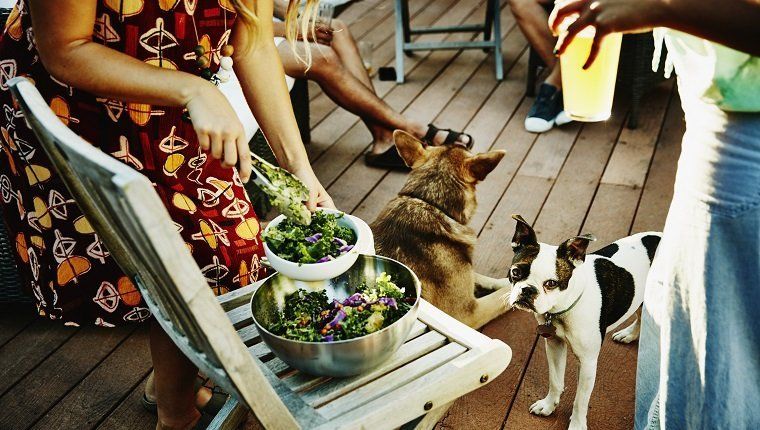 Naine, kes serveerib sõprade seltskonda salatit, samal ajal kui koer suveõhtul koduaia tekil jälgib