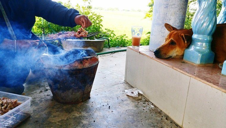 Koer vaatab verandal liha grillimist