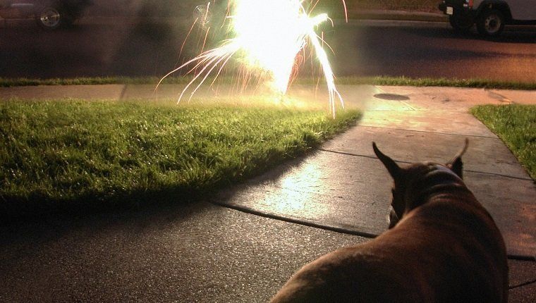 Koer vaatab iseseisvuspäeval ilutulestikku.