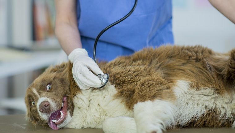 Bradycardie sinusale chez les chiens: symptômes, causes et traitements