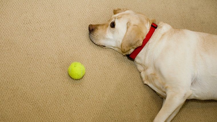 Ένα Labrador Retriever βρίσκεται στο πάτωμα δίπλα σε μια μπάλα τένις.