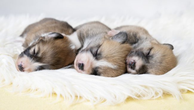 דלקת עיניים בכלבים שזה עתה נולדו: תסמינים, גורמים וטיפולים