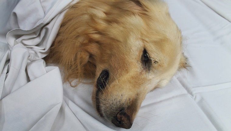 ספטימיה ובקטרימיה אצל כלבים: תסמינים, גורמים וטיפולים