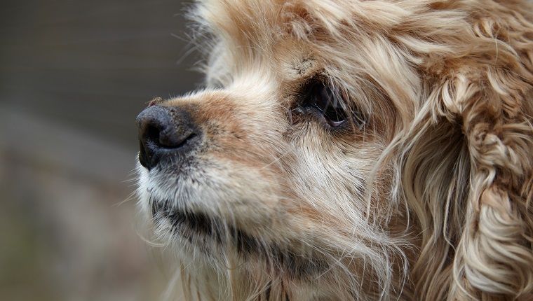 Sydänmatotauti koirilla: oireet, syyt ja hoidot