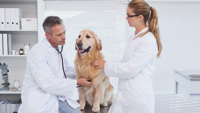 הפרעות קצב (פעימות לב לא סדירות) אצל כלבים: תסמינים, גורמים וטיפולים