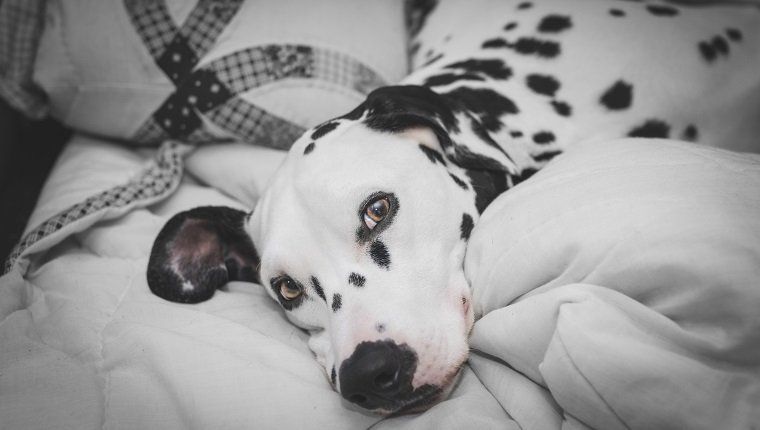 Portret dalmatinskega psa od blizu, ki leži doma v postelji