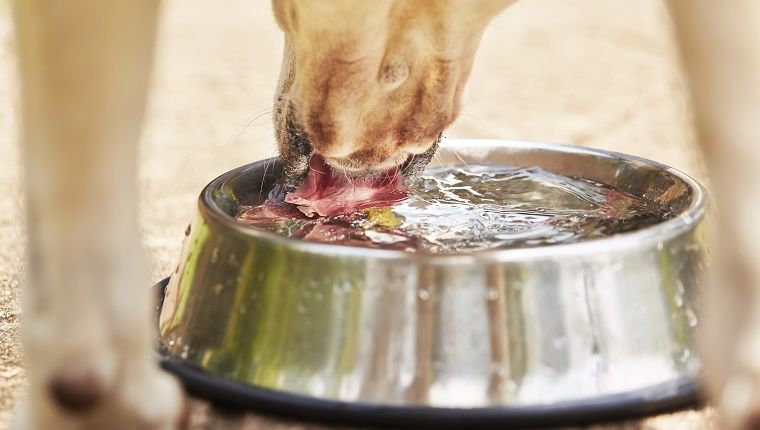 Ένας σκύλος πίνει νερό από ένα ασημένιο μπολ.