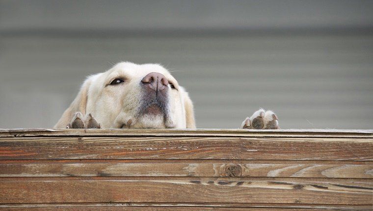 Σκυλί που κοιτάζει πάνω από το φράχτη