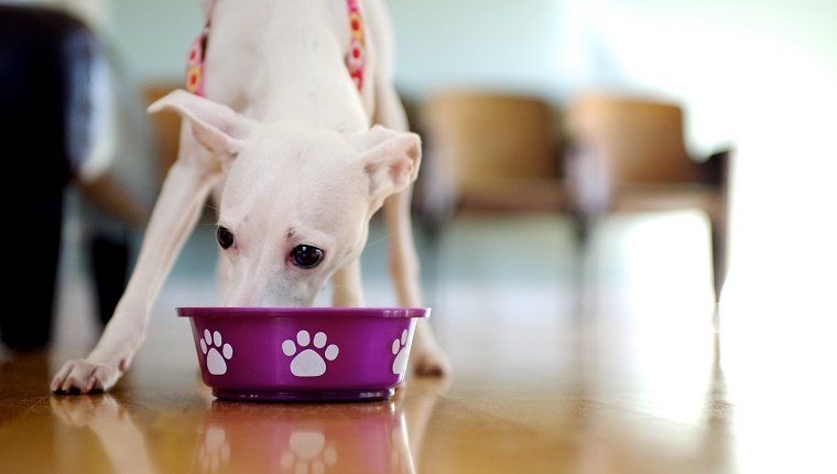Ένα λευκό ιταλικό λαγωνικό που τρώει από ένα μωβ πιάτο σκύλου ή μπολ.